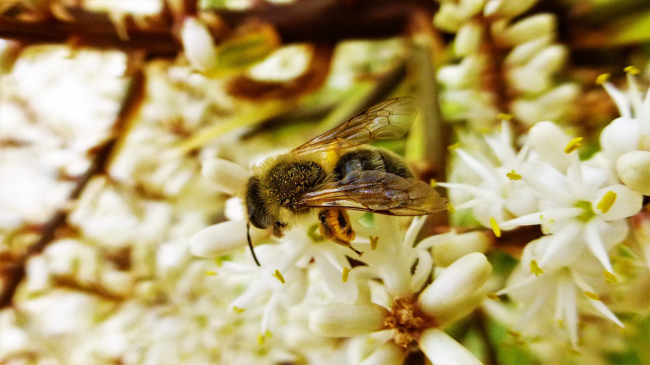 nature  bee  flower free photo