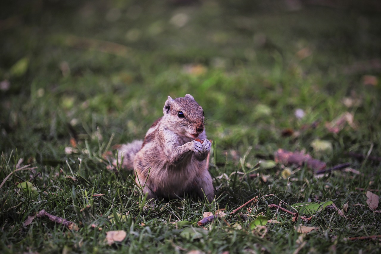 nature  grass  outdoors free photo