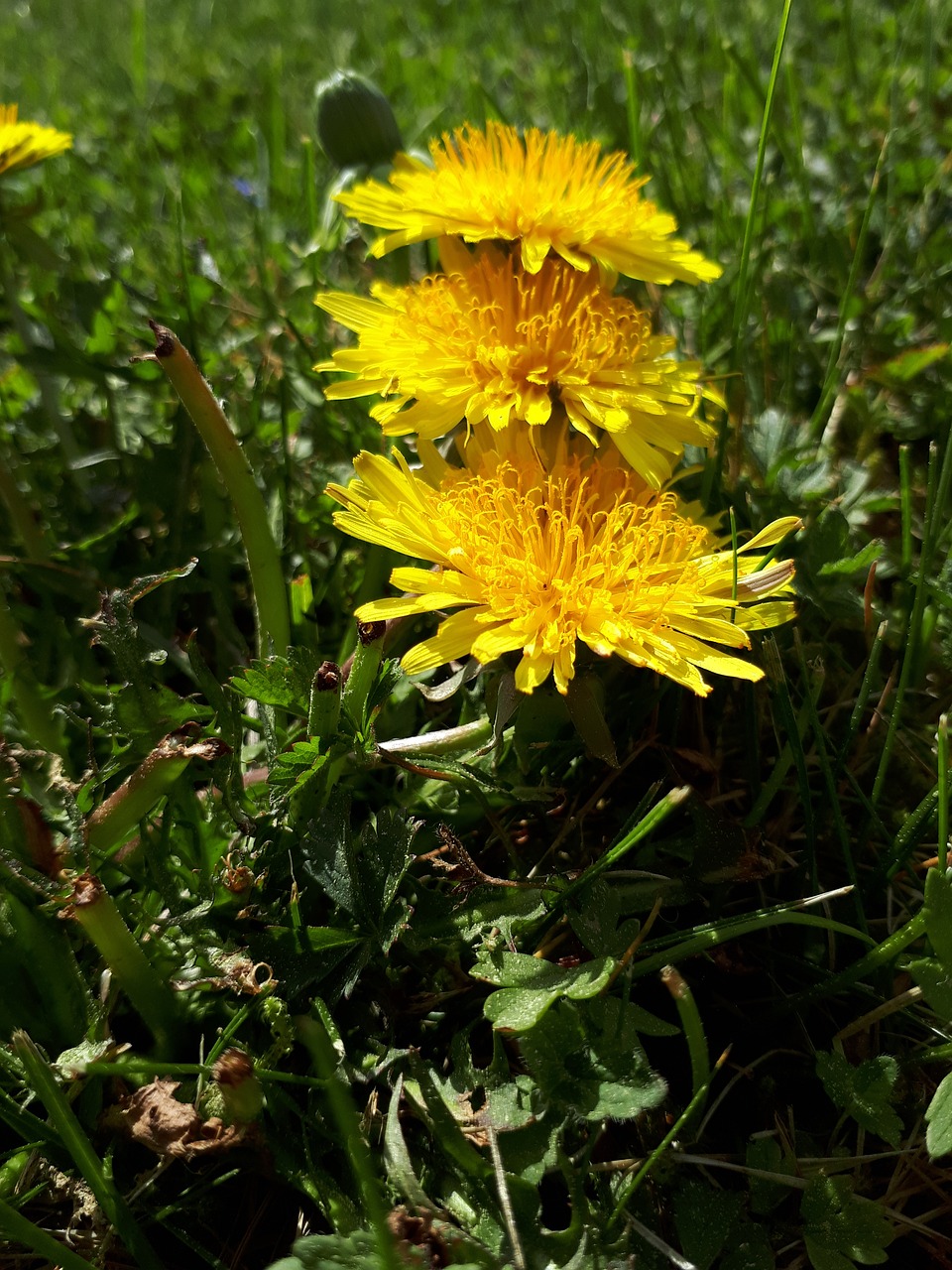 nature  flower  plant free photo