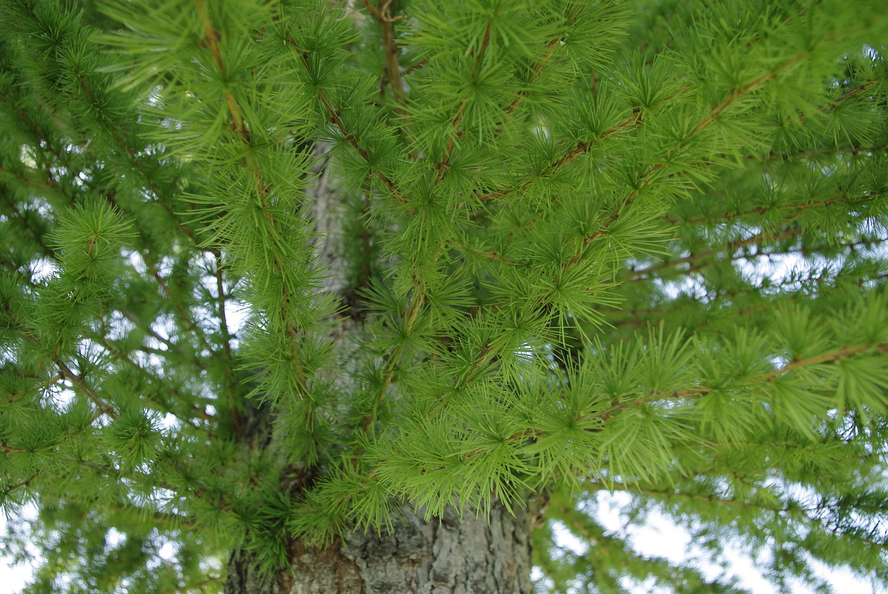 nature  tree  plant free photo