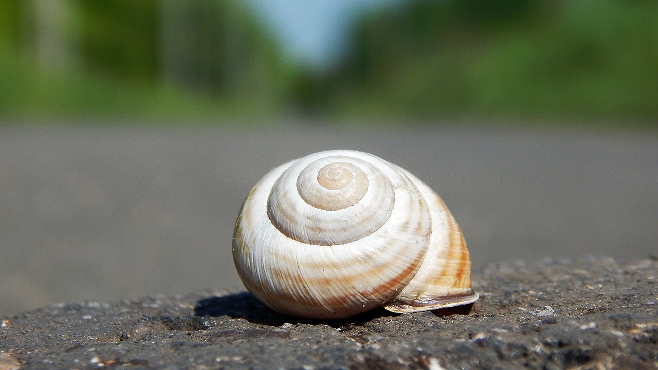 nature  snail  shells free photo