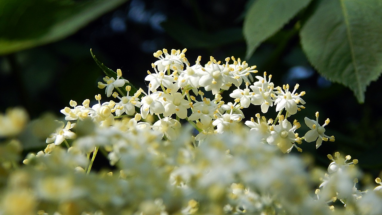 nature  flower  plant free photo