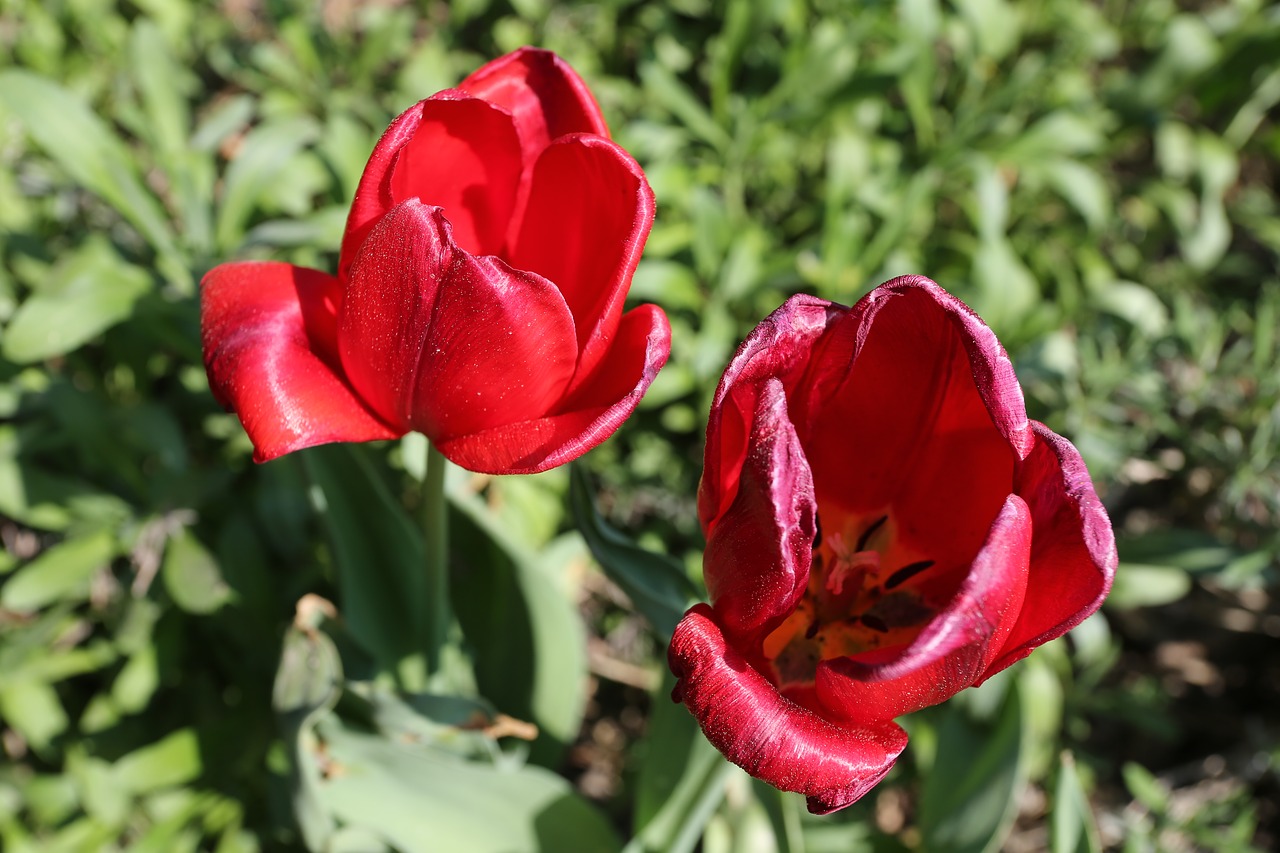 nature  flower  plant free photo