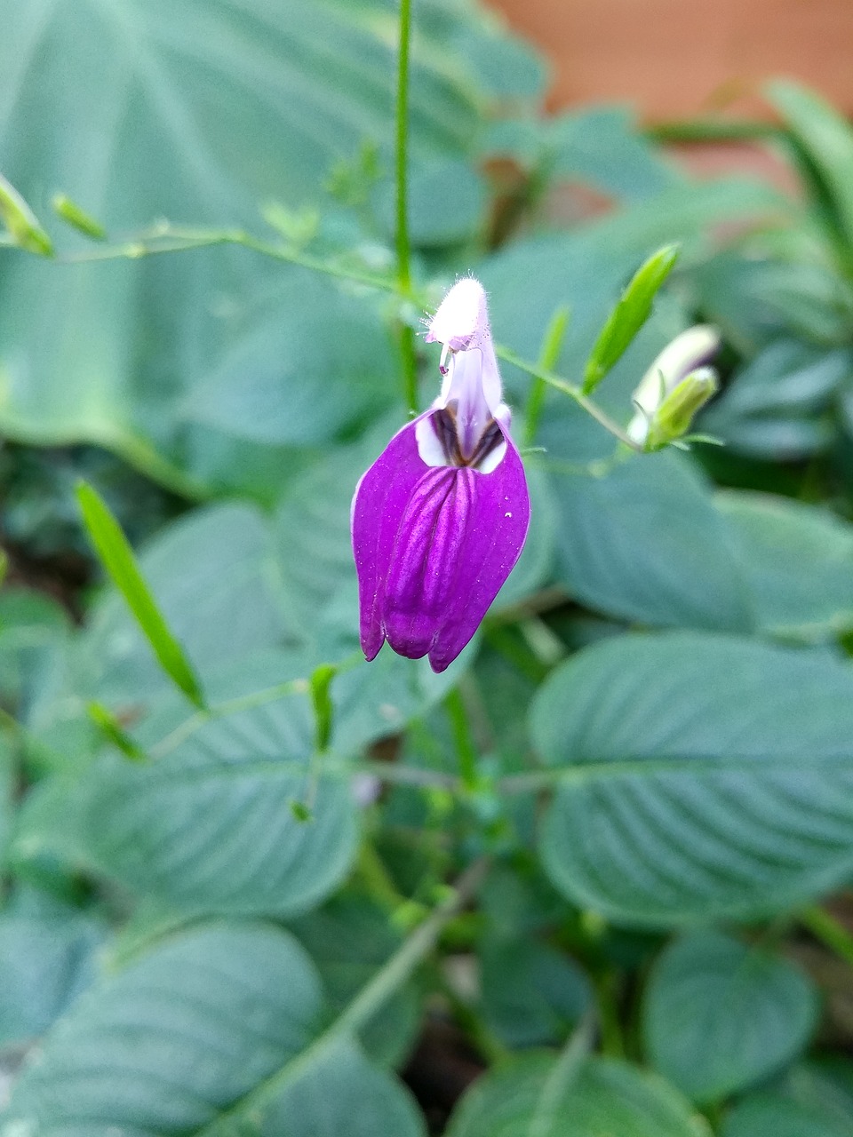 nature  leaf  plants free photo