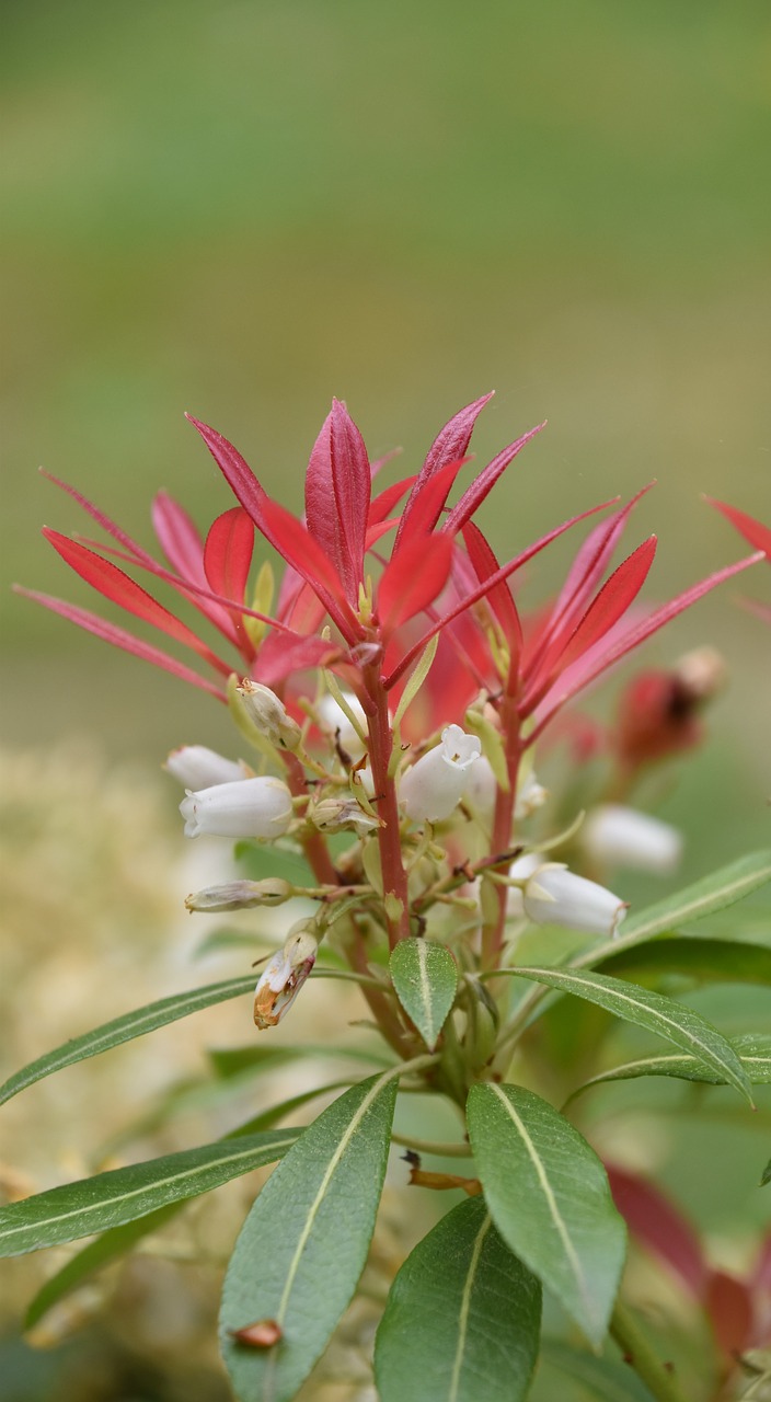 nature  plant  flower free photo