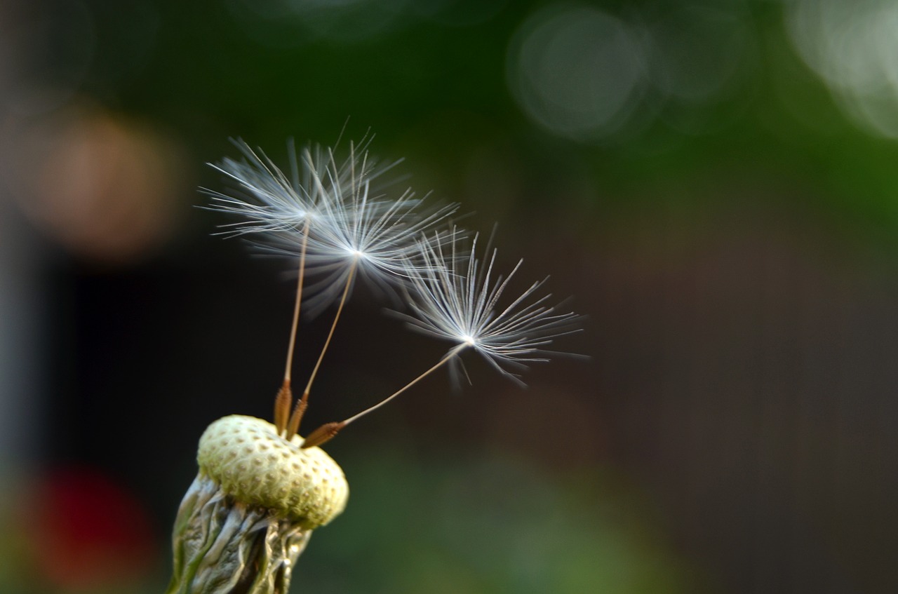 nature  flora  dandelion free photo