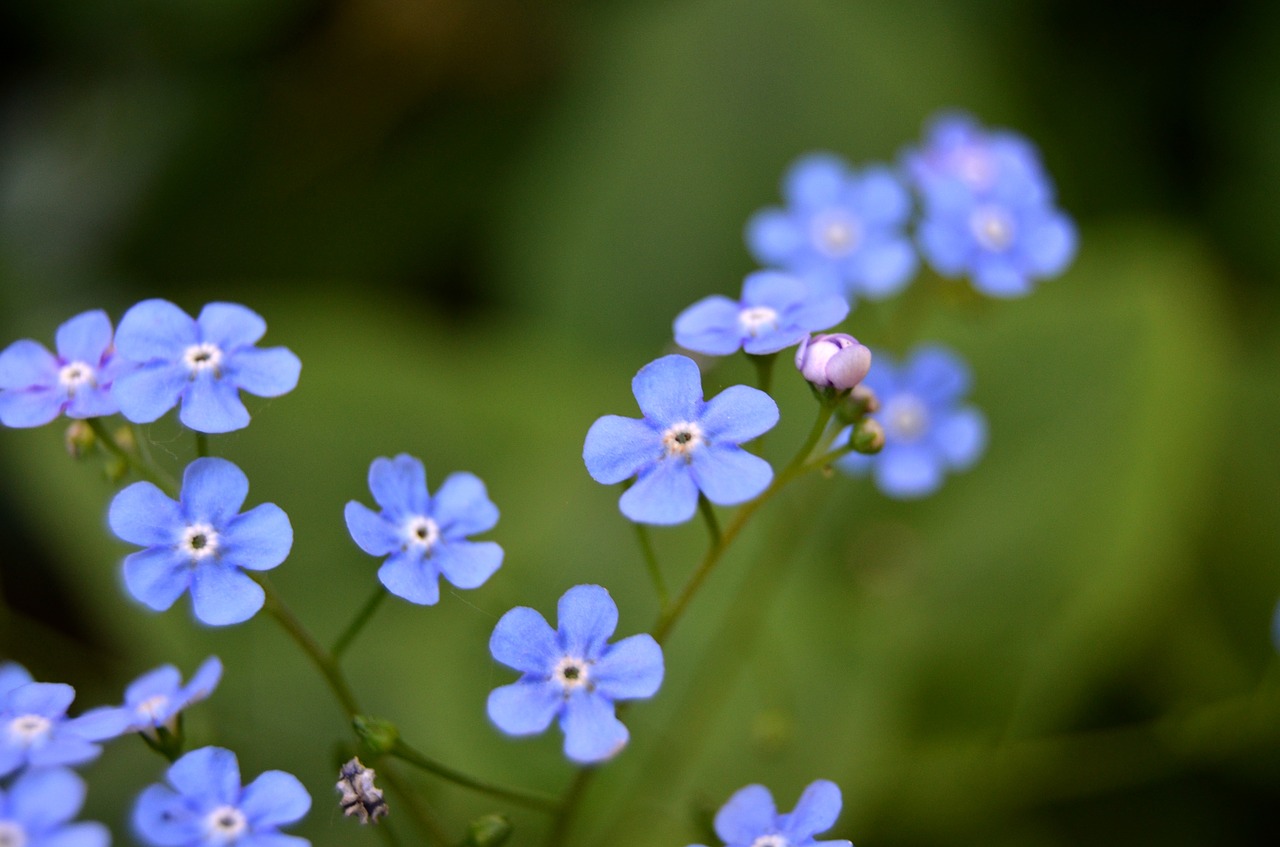 nature  flora  flower free photo