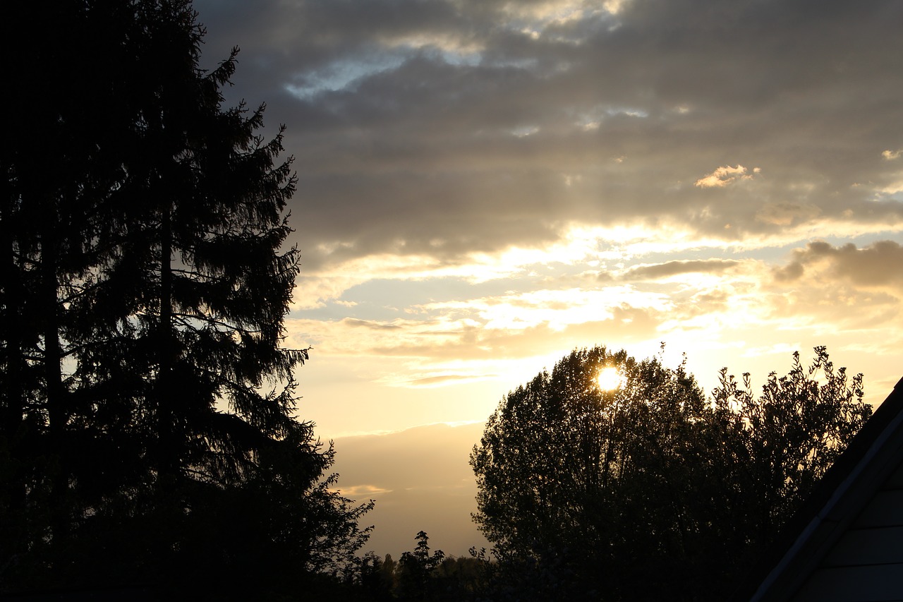 nature  sunset  tree free photo