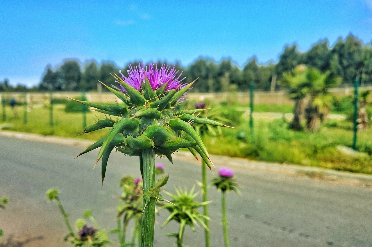 nature  plant  summer free photo