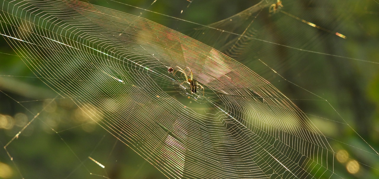 nature  insect  plant free photo