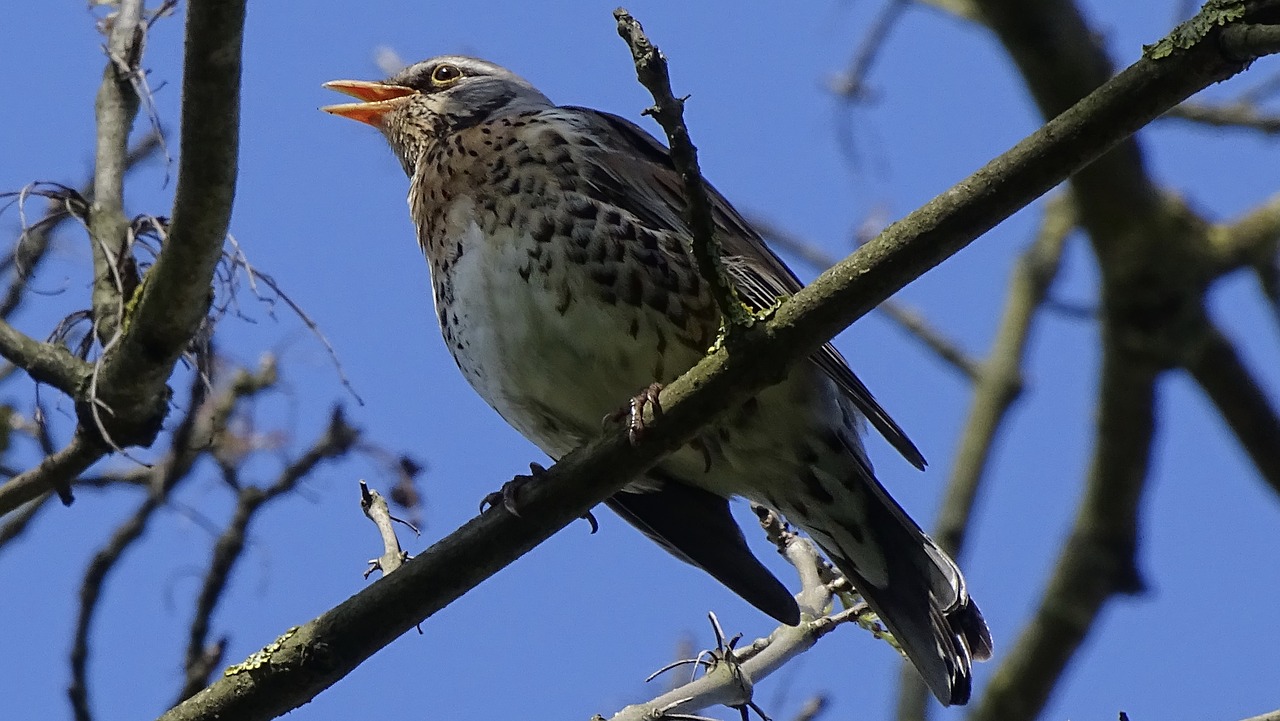 nature  birds  at the court of free photo