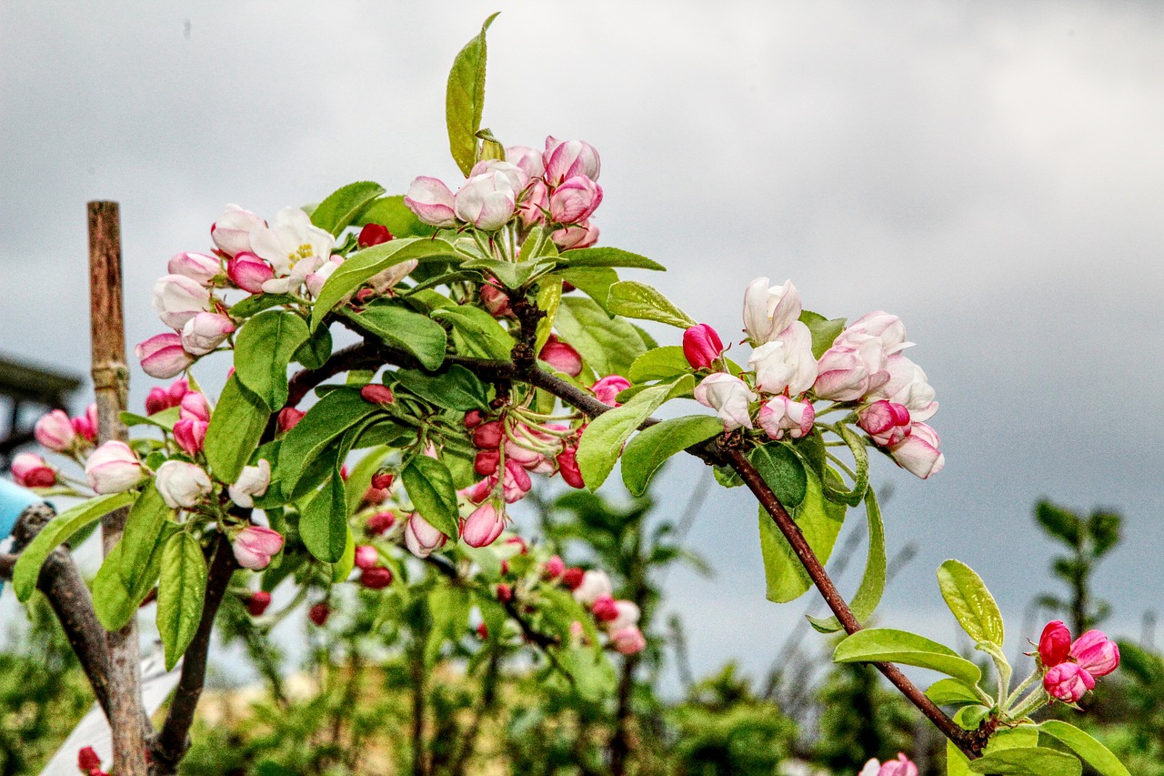 nature  flower  tree free photo