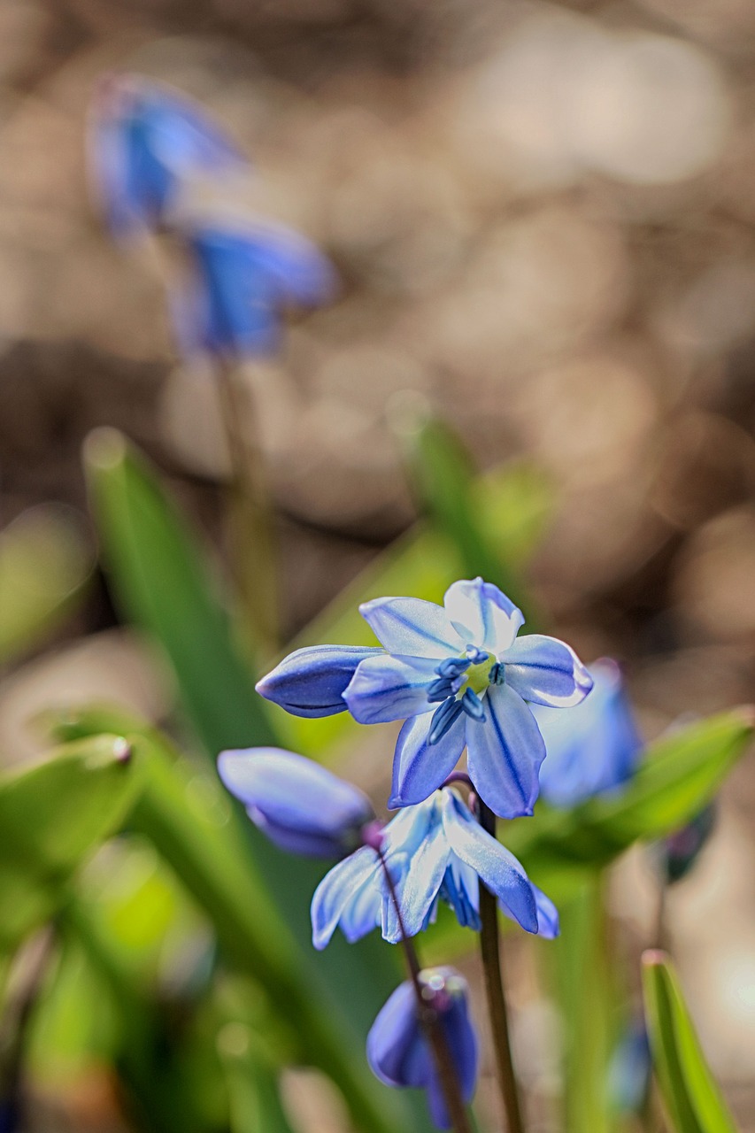 nature  outdoors  flora free photo