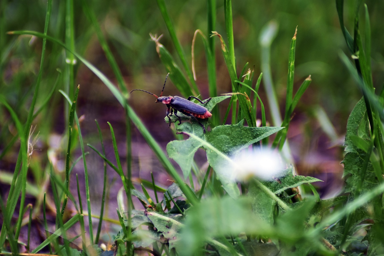 nature  outdoors  plant free photo