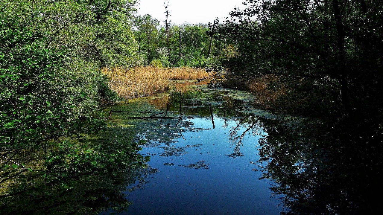 nature  body of water  river free photo