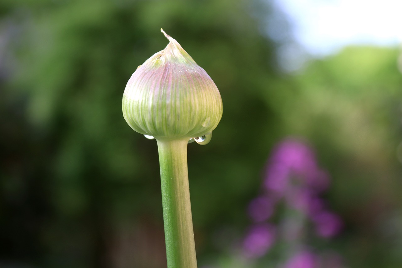 nature  flower  plant free photo