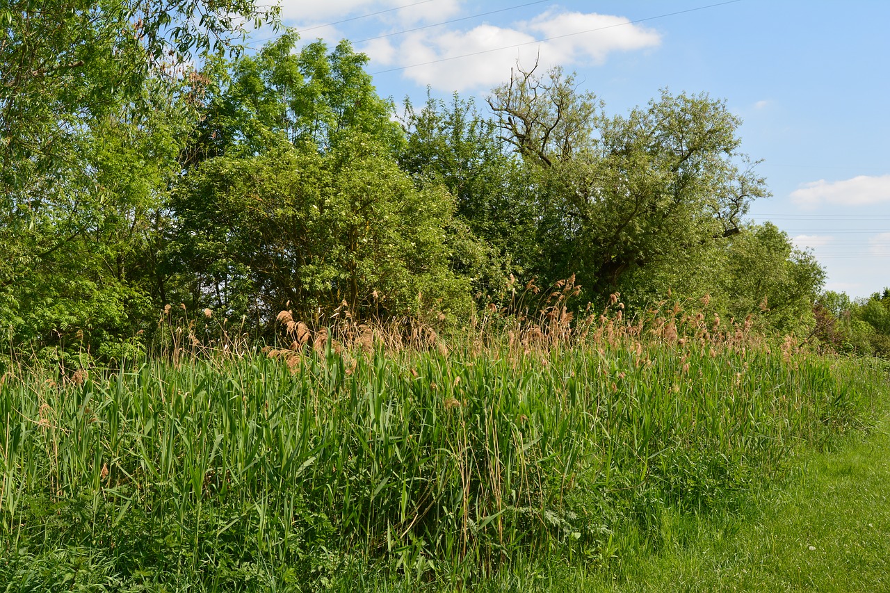 nature  grass  landscape free photo