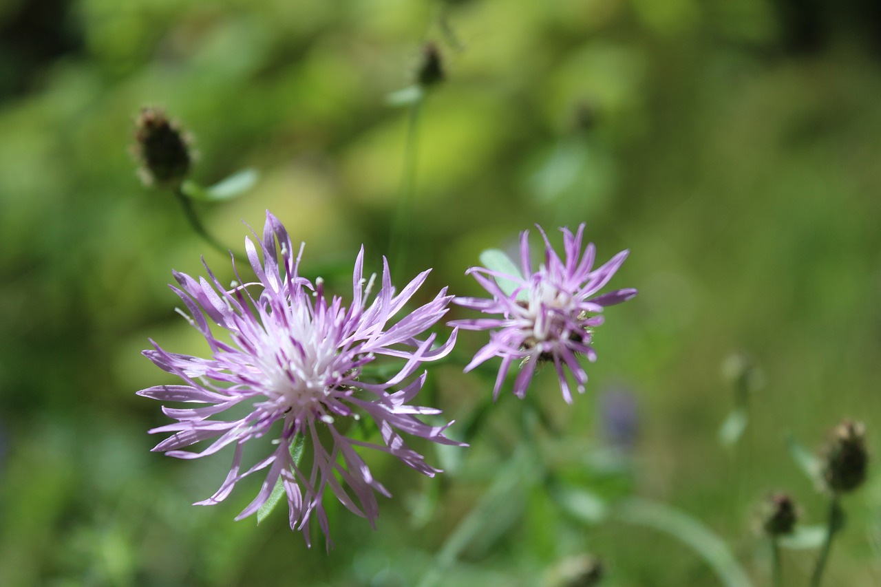 nature  flower  summer free photo