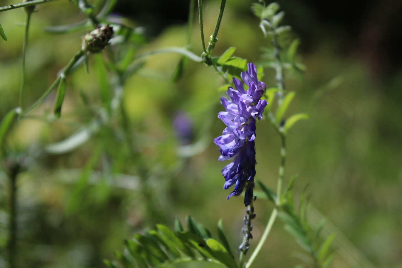 nature  leaf  flower free photo