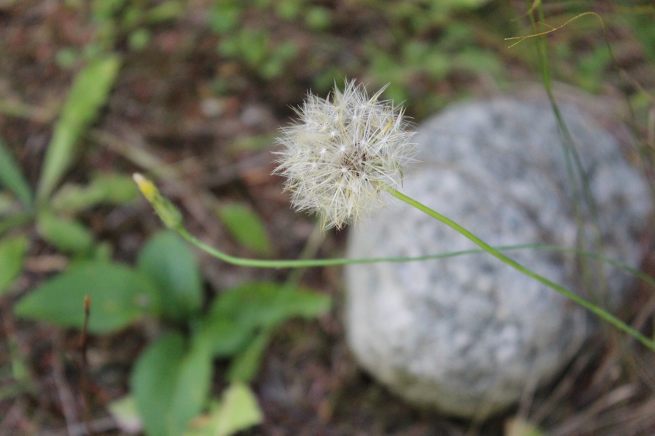 nature  flora  flower free photo