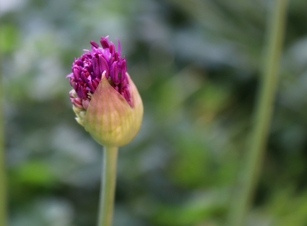 nature  flower  plant free photo