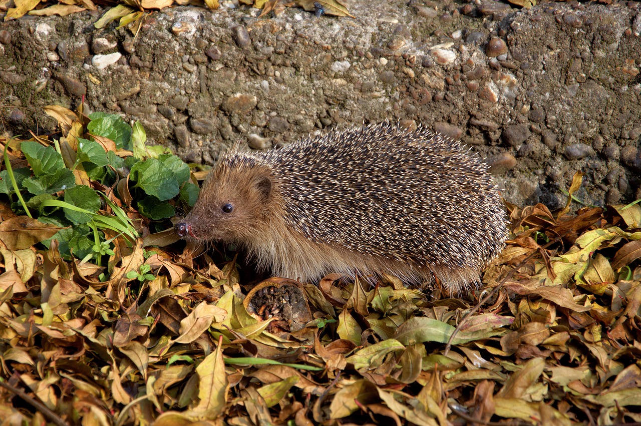 nature  curly  animal free photo