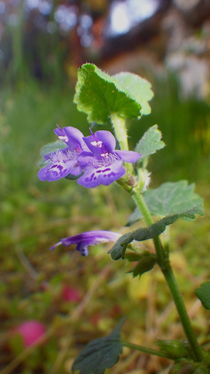 nature  plant  flower free photo