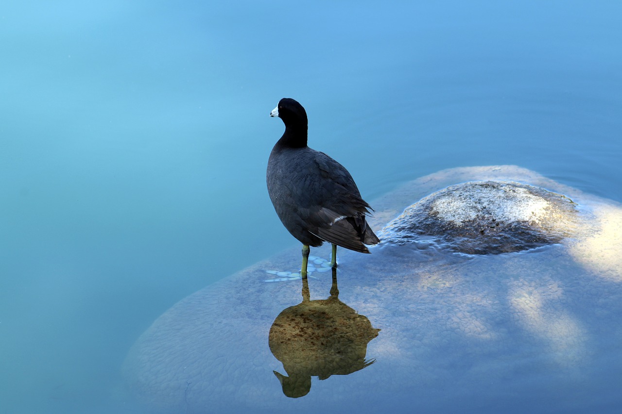 nature  bird  outdoors free photo