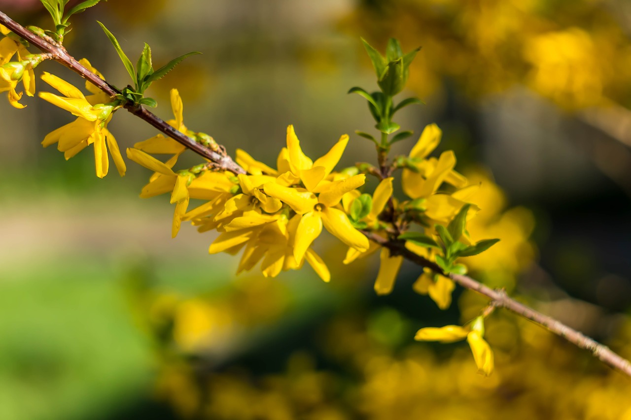 nature  flower  plant free photo