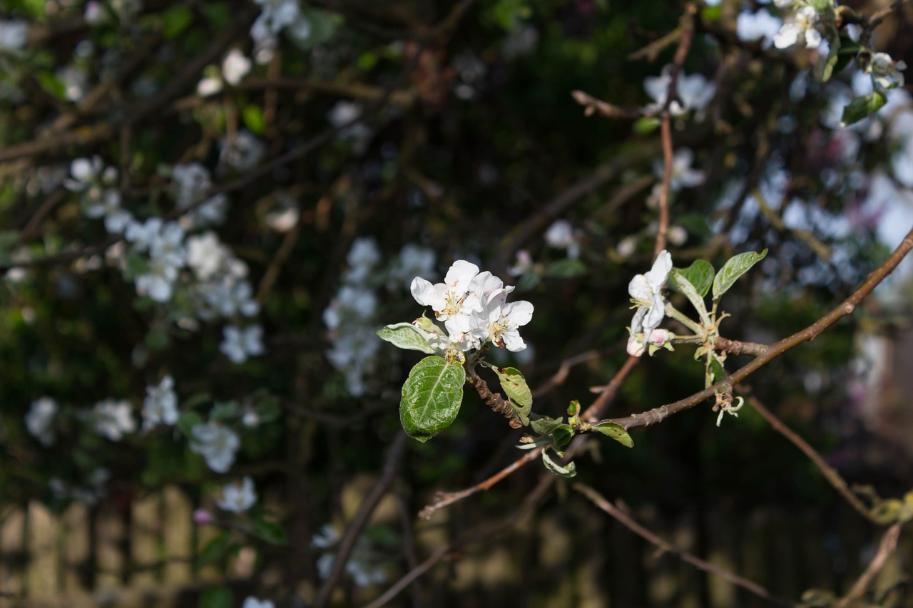 nature  flower  plant free photo