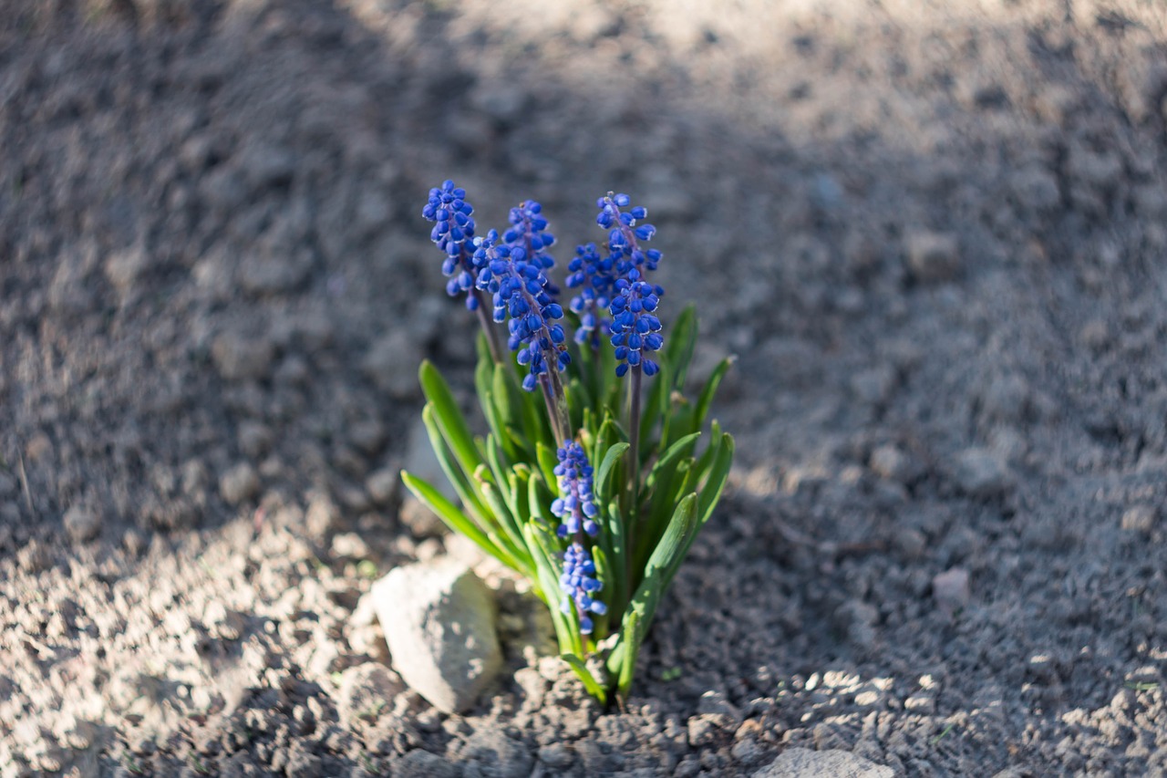 nature  plant  flower free photo