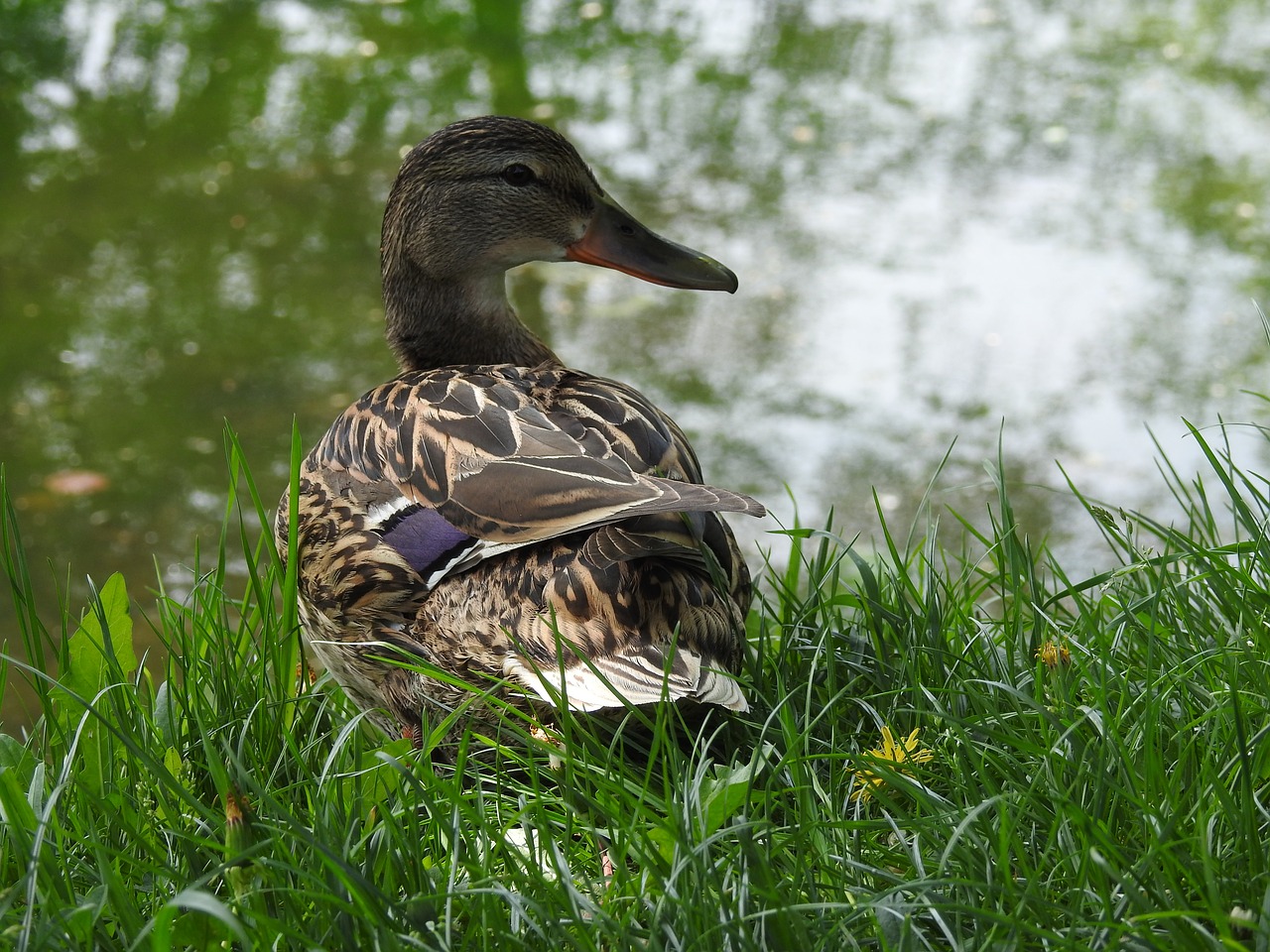 nature  birds  pen free photo