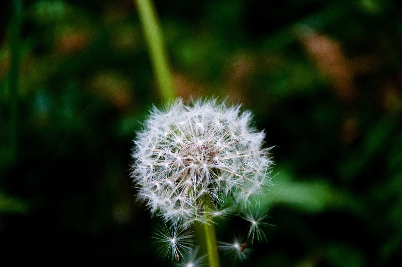 nature  dandelion  plant free photo