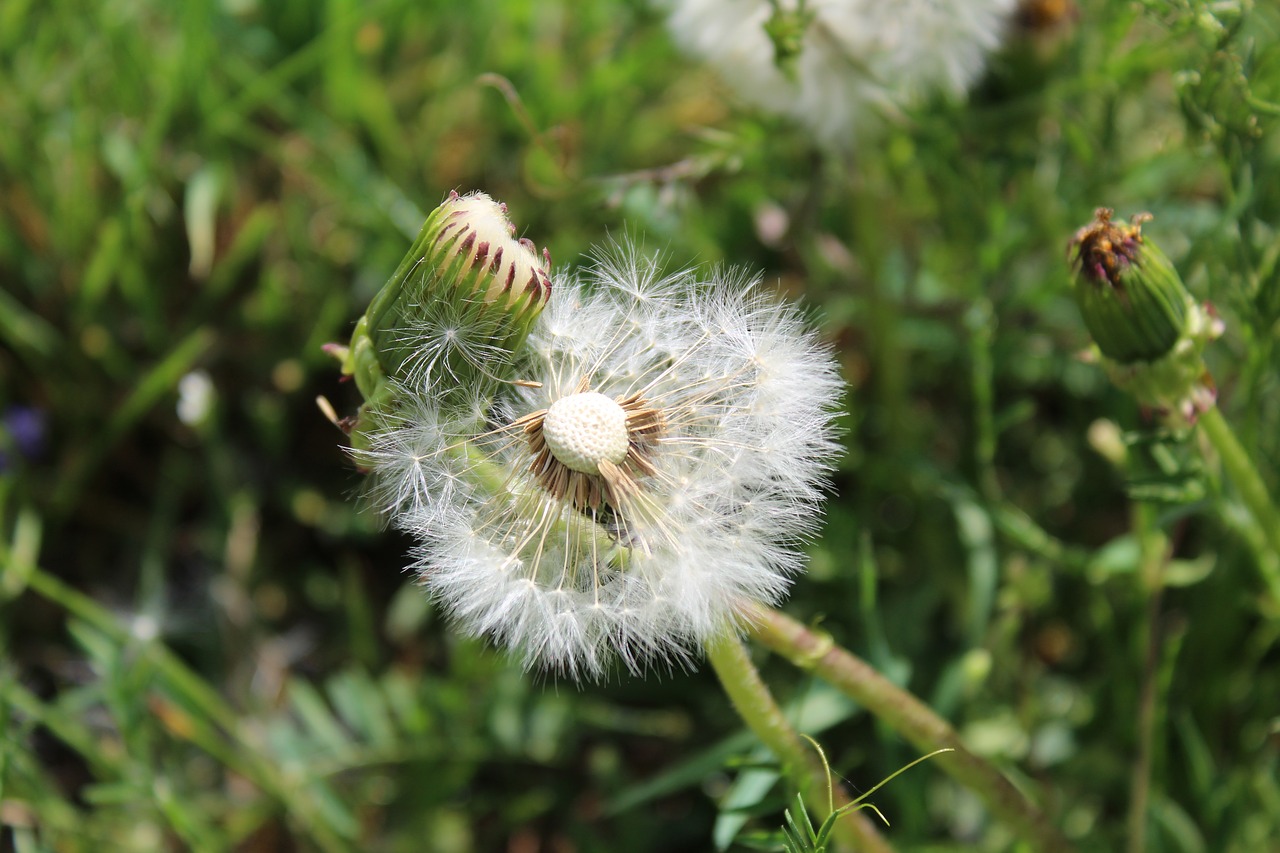 nature  plant  summer free photo