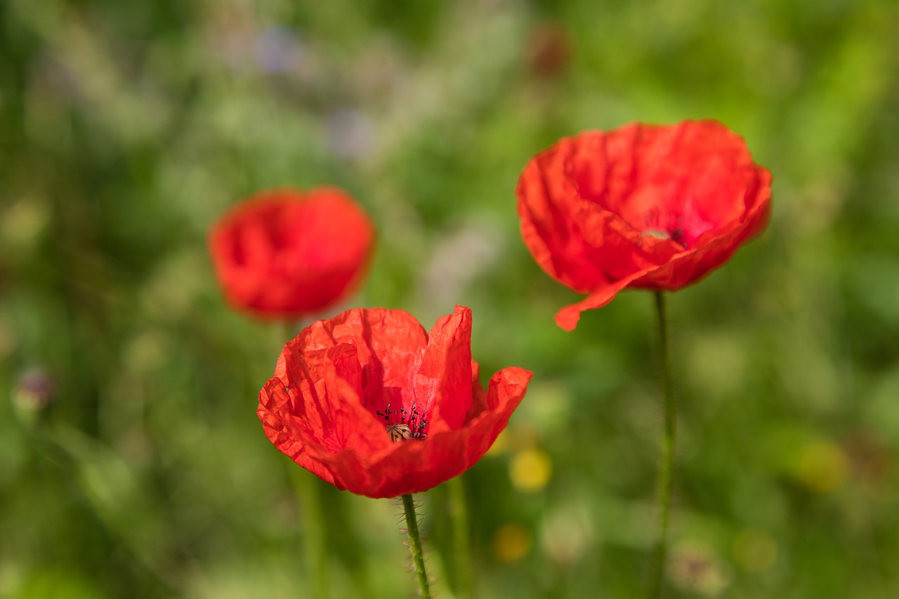 nature  flower  plant free photo