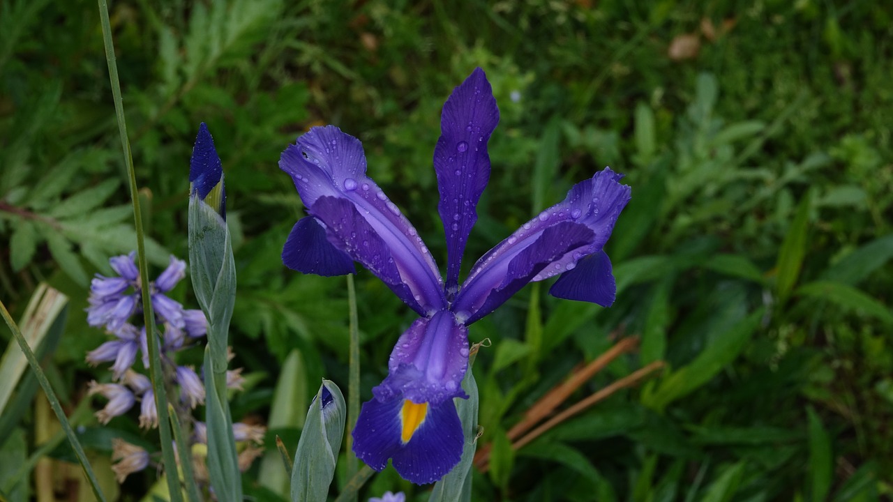 nature  flower  plant free photo