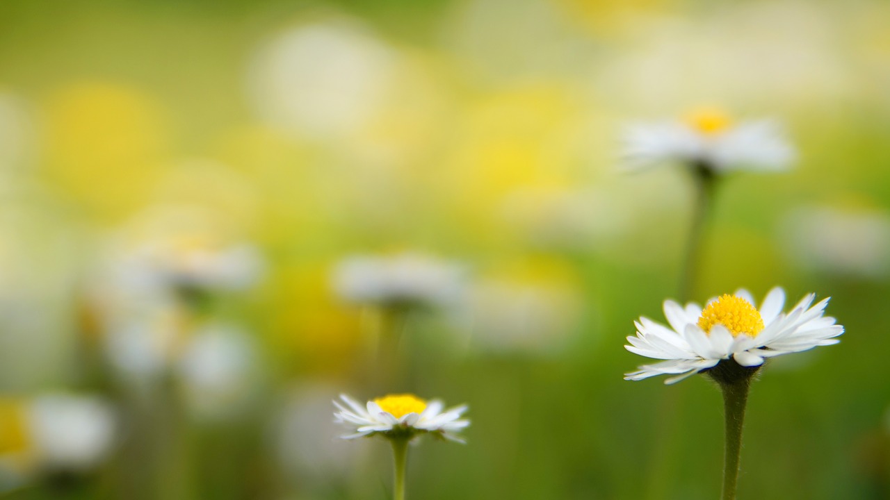 nature  summer  flower free photo