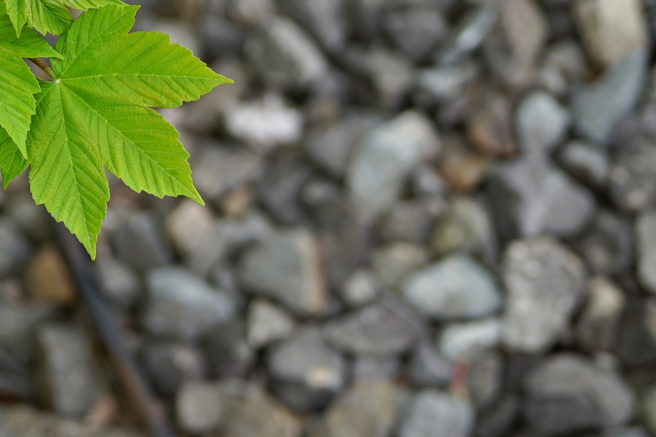 nature  background  pattern free photo