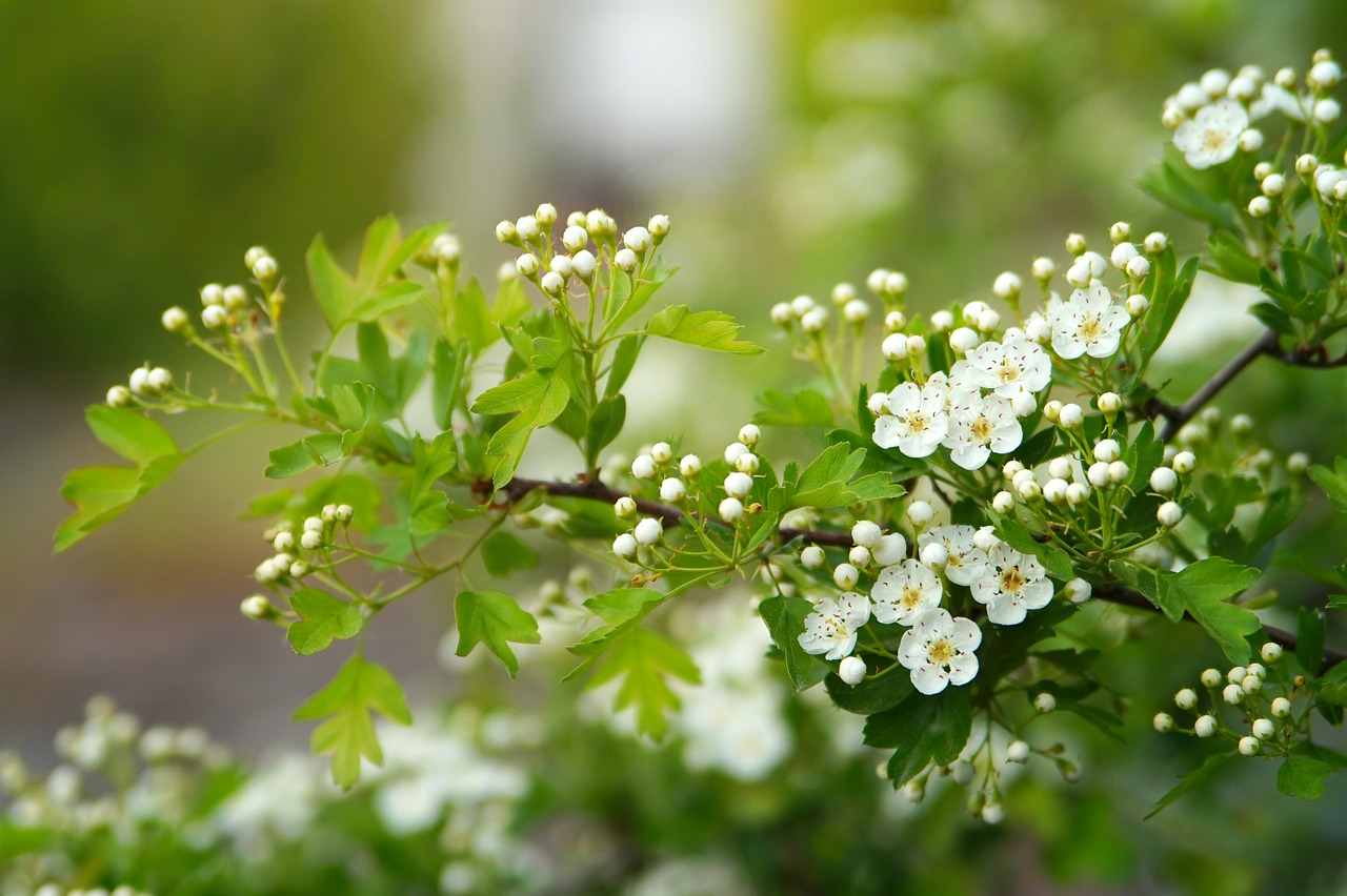 nature  plant  flower free photo