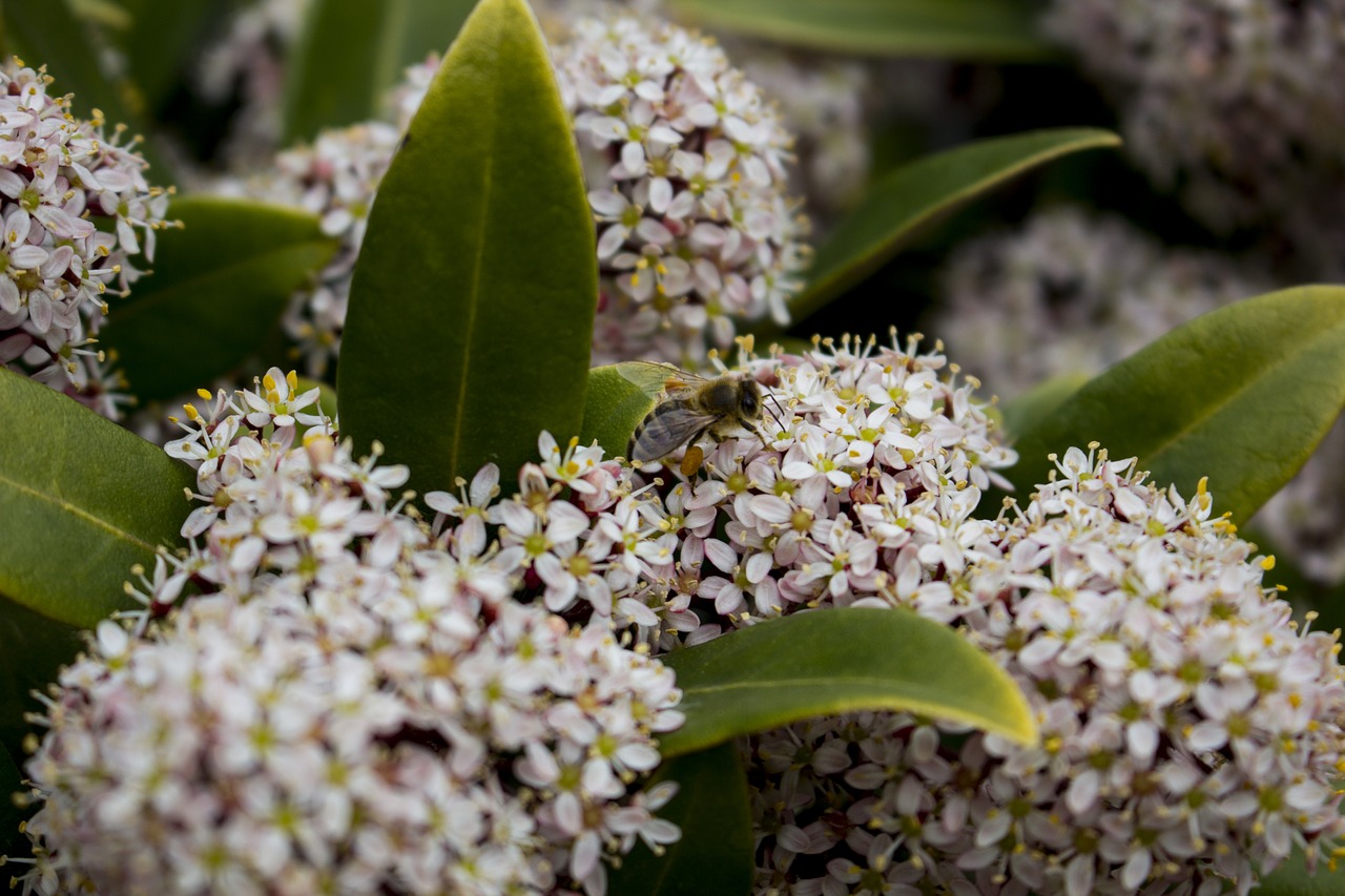 nature  flower  plant free photo