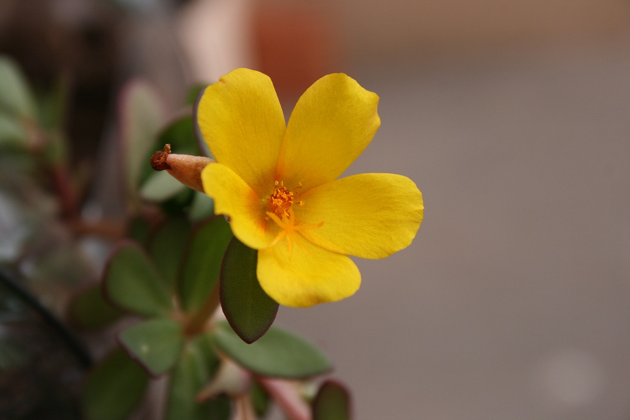 nature  flower  plant free photo