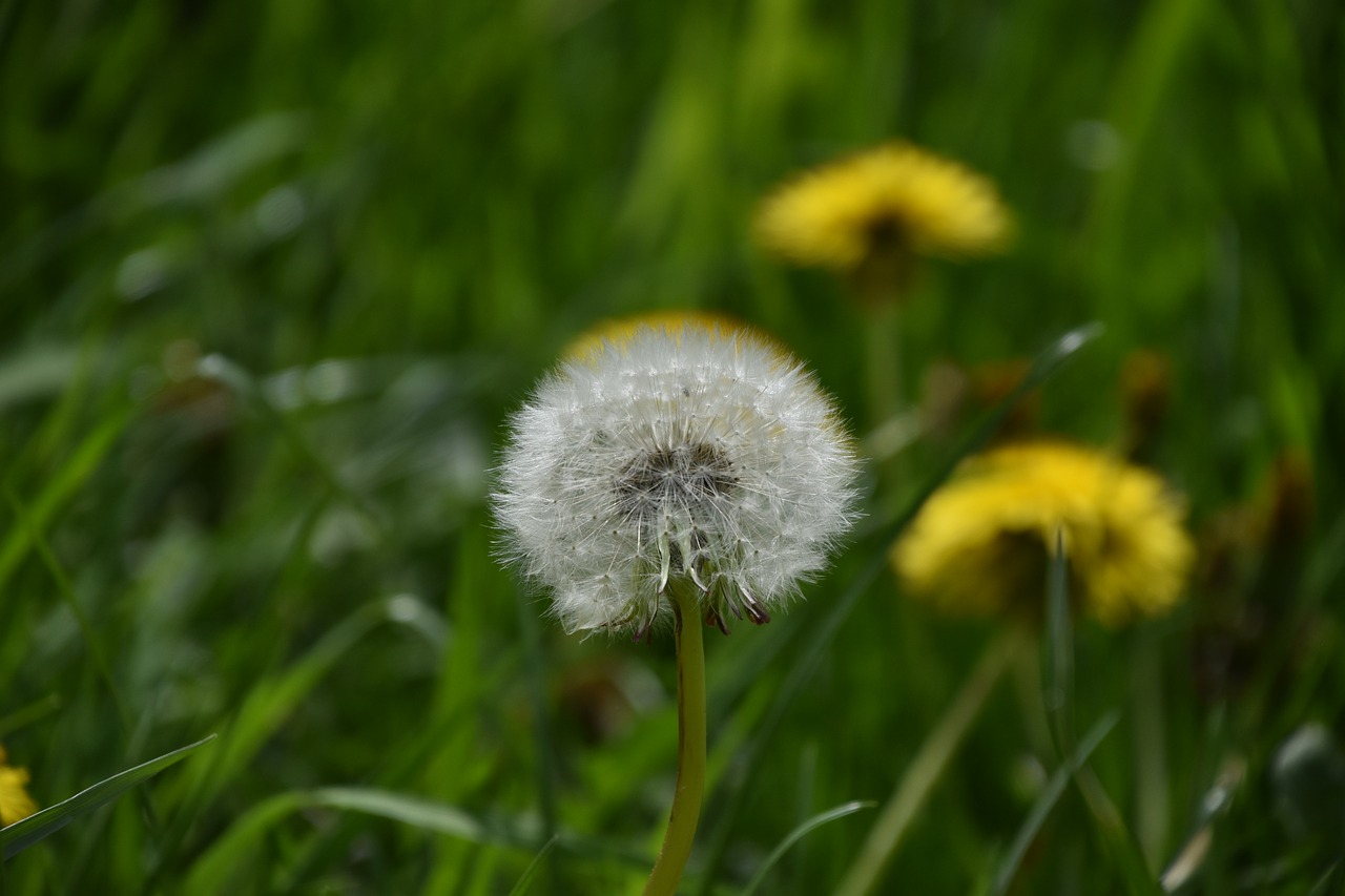 nature  dandelion  lawn free photo