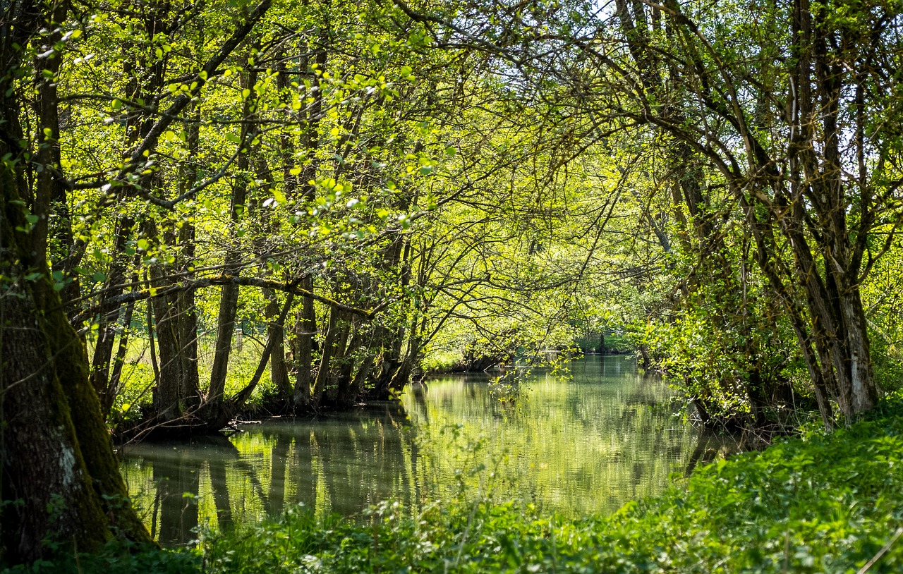 nature  wood  tree free photo