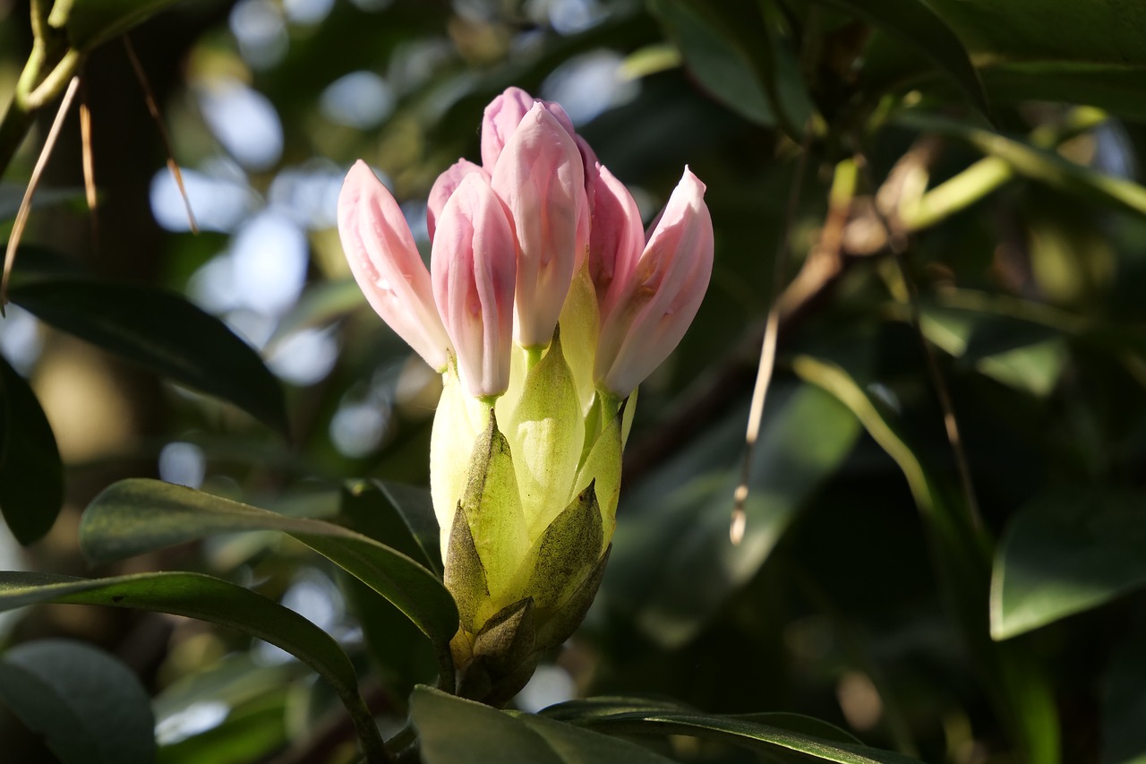 nature  plant  rhododendron free photo