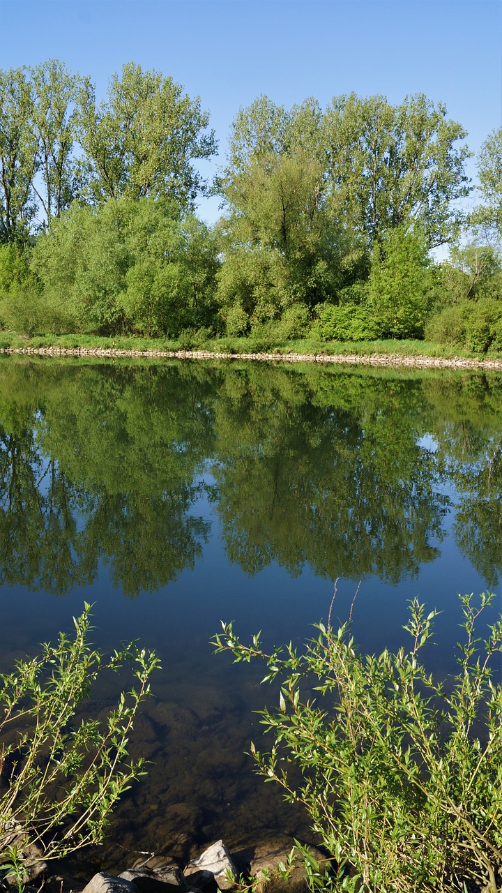 nature  waters  tree free photo