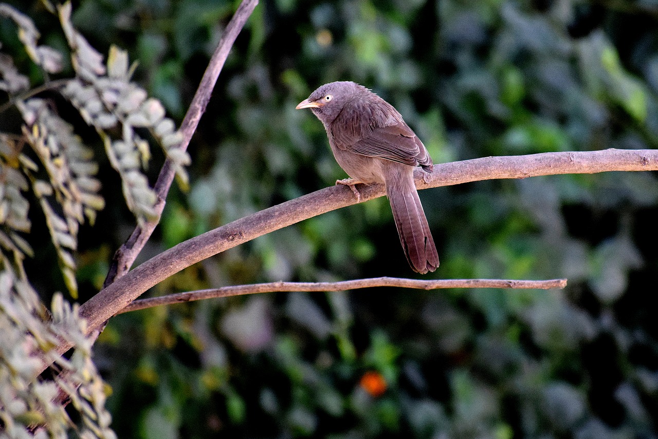 nature  bird  wildlife free photo