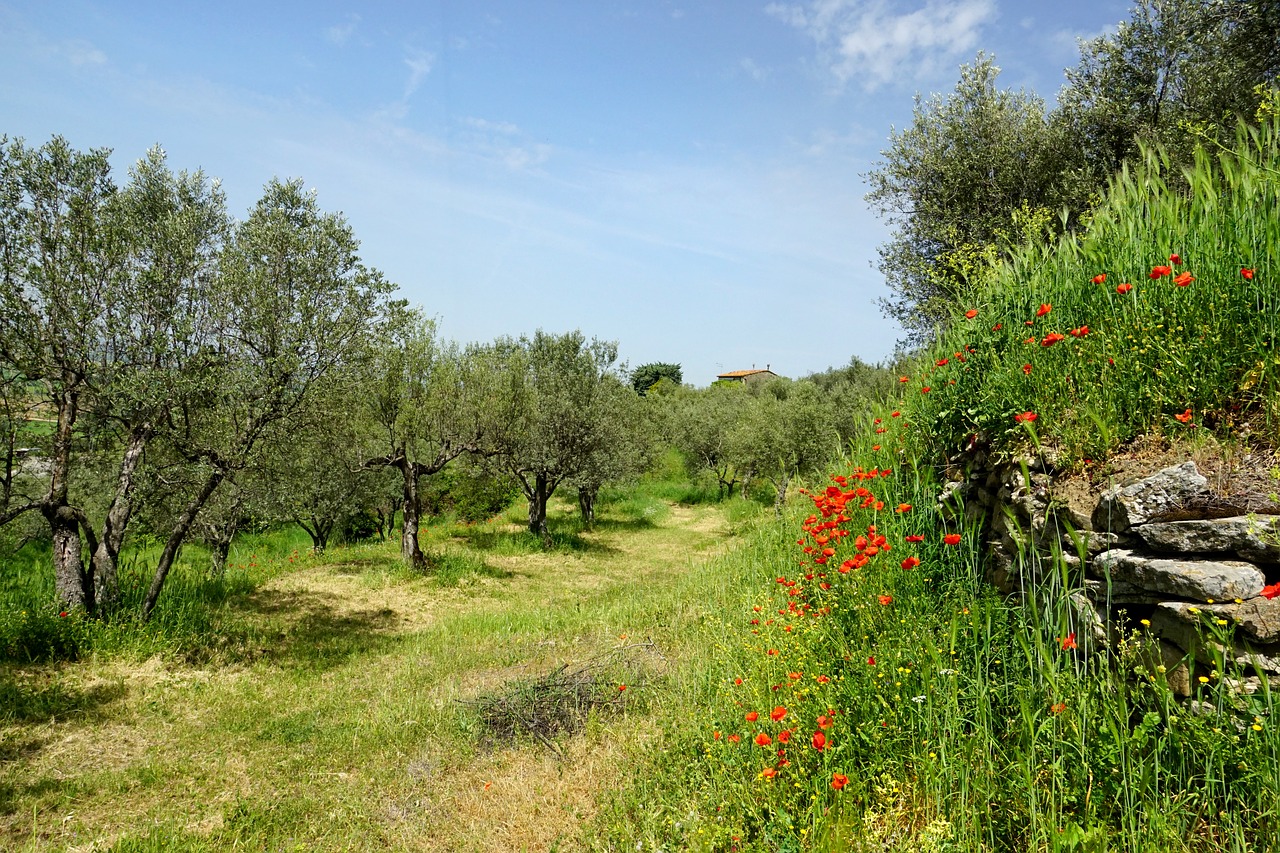 nature  olive trees  olive garden free photo