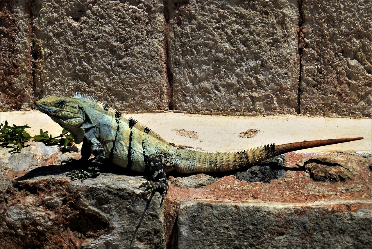nature  reptile  iguana free photo