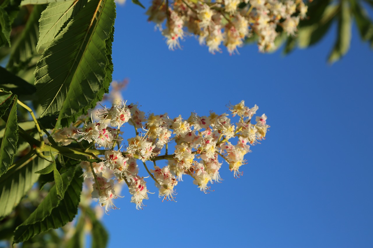 nature  plant  tree free photo