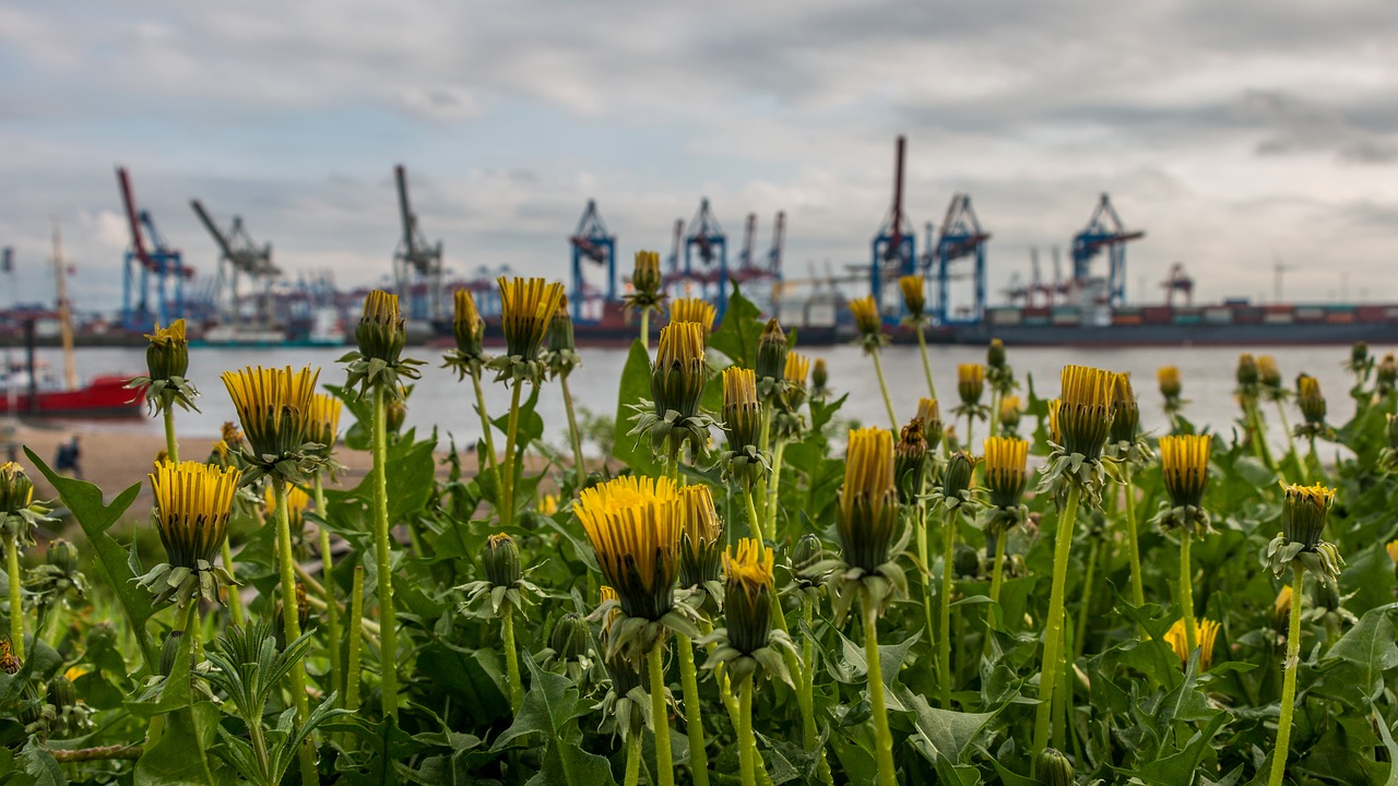 nature  flower  elbe free photo